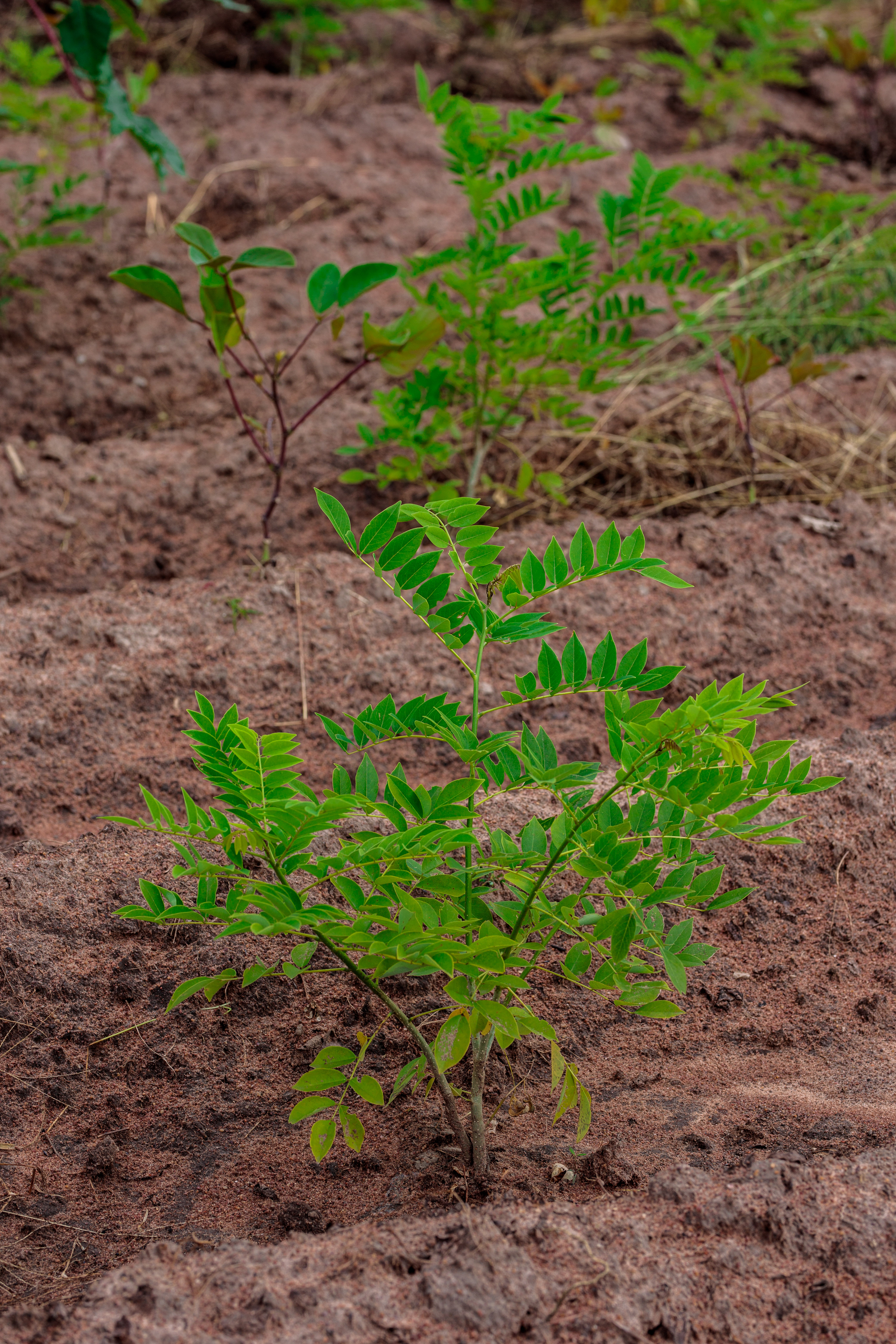 Gliricidia Sepium Solution to Climate Change