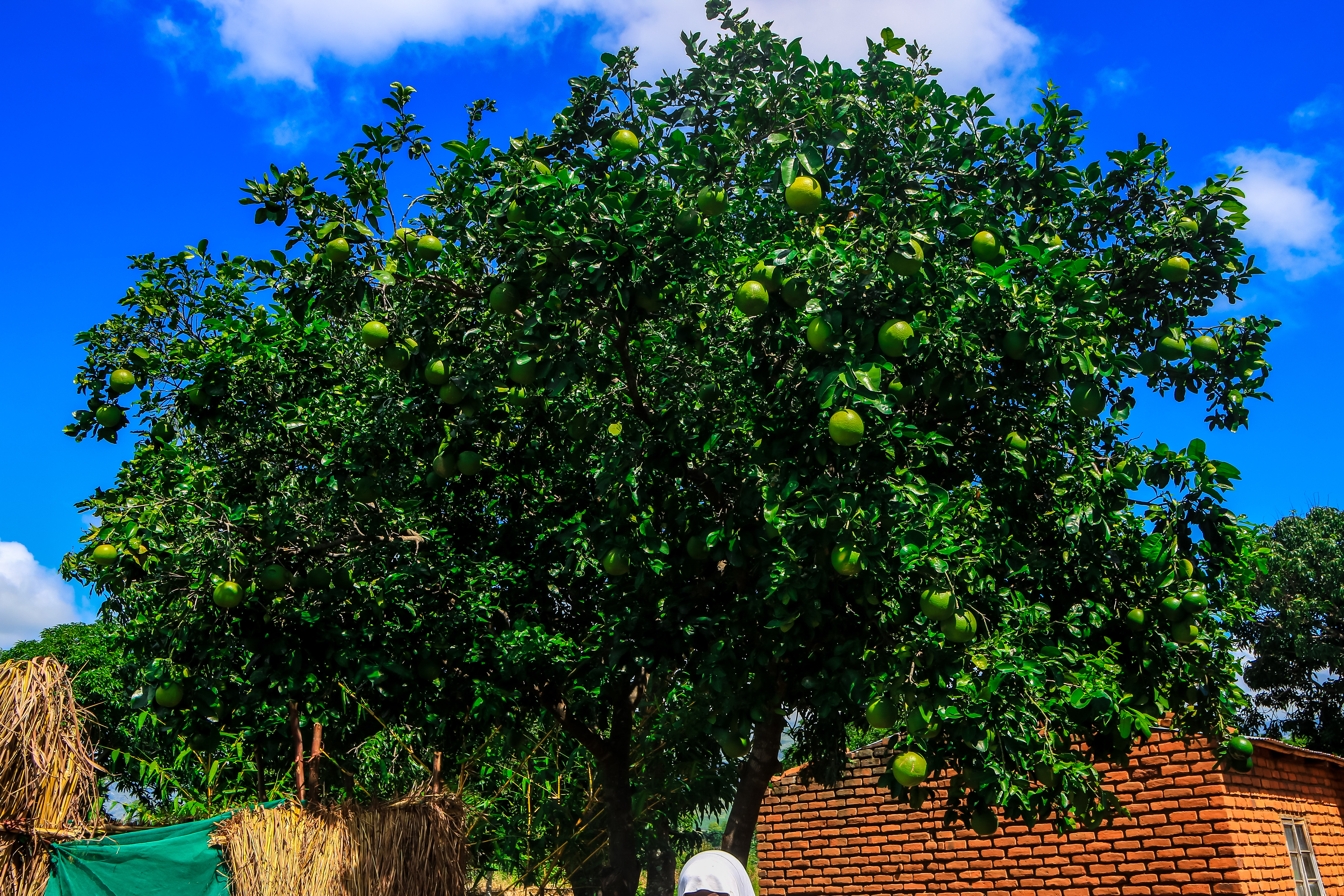Food Forests 
